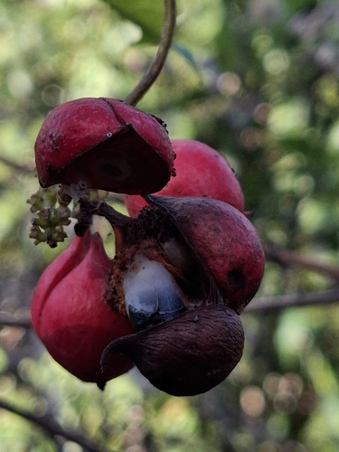 Paullinia pinnata, photograph 2