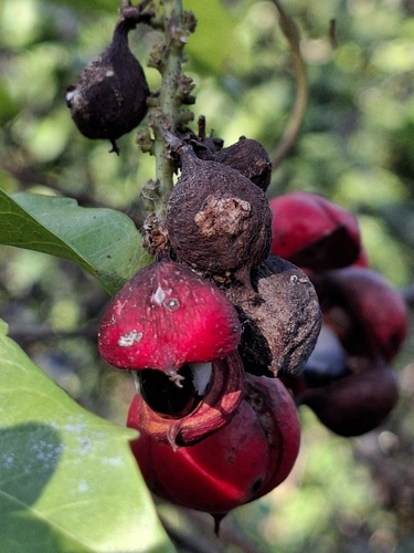 Paullinia pinnata, photograph 3
