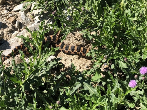 Eastern Foxsnake