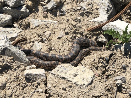 Eastern Foxsnake