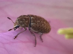 Trigonorhinus limbatus