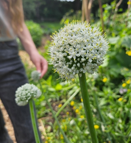 Allium cepa iNat (1)