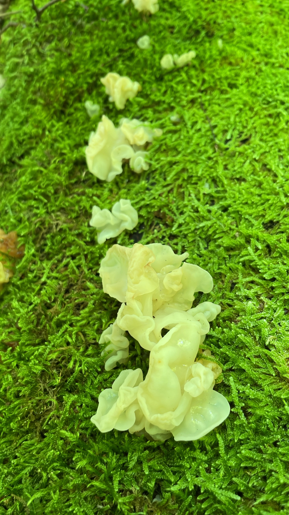 white jelly fungus · June 2026 · photo: Photo: no rights reserved · iNaturalist
