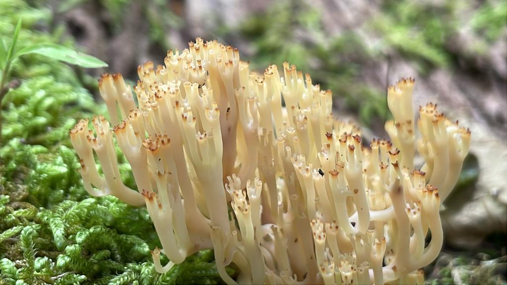 crown-tipped coral fungus · June 2026 · photo: Photo: no rights reserved · iNaturalist