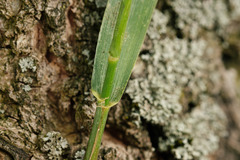 Lolium pratense