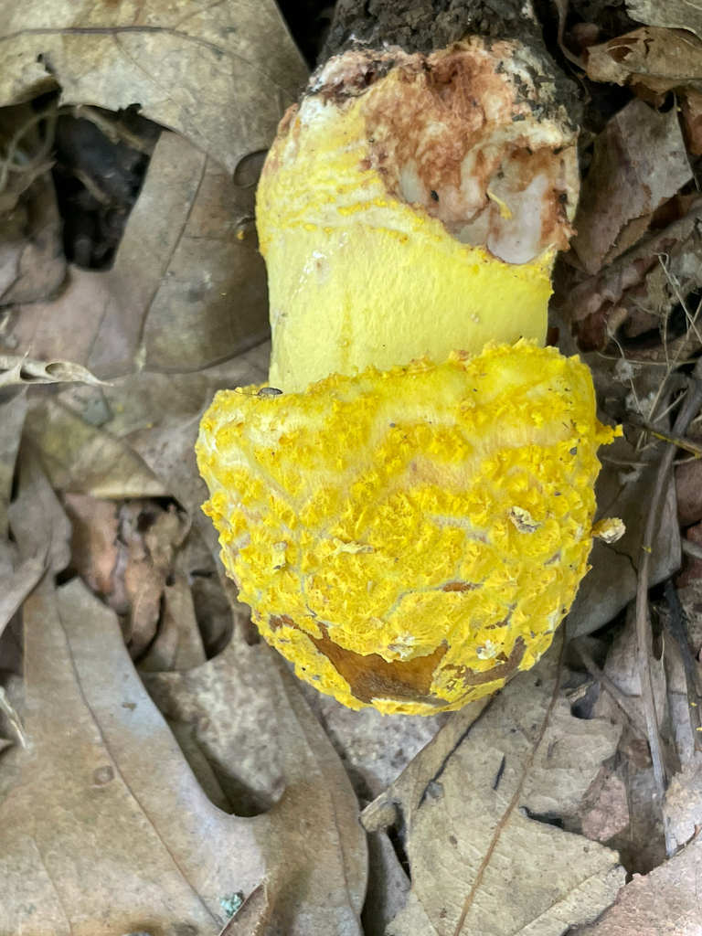 Yellow American Blusher · June 2026 · photo: Photo: no rights reserved · iNaturalist