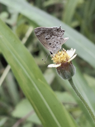 Gray-spotted Scrub-Hairstreak