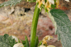 Lamium galeobdolon montanum