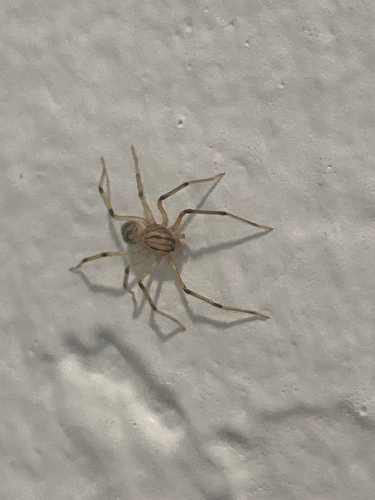 Striped Spitting Spider