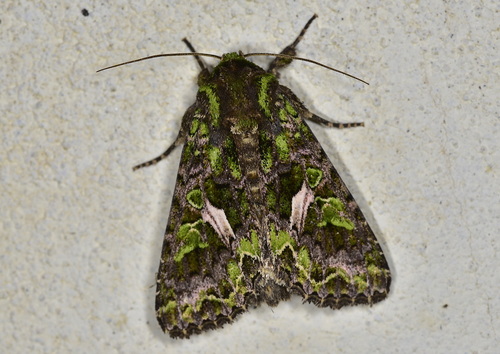 Orache Moth