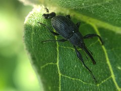 Anthonomus albopilosus