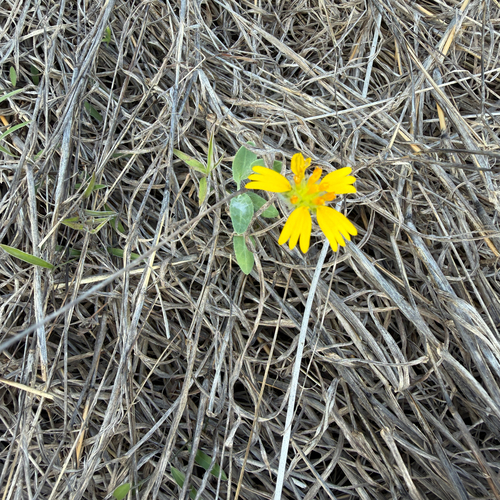 Amblyolepis setigera
