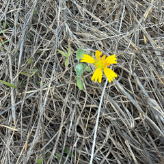 Amblyolepis setigera