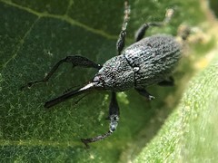 Anthonomus albopilosus