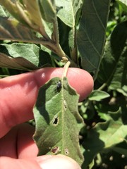 Anthonomus albopilosus