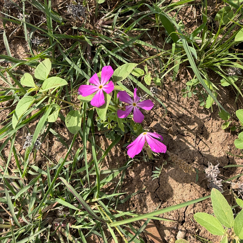 Phlox roemeriana, photograph 4