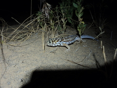 Teratoscincus scincus