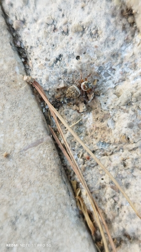 Mediterranean white-banded spider