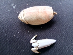 Hippa testudinaria
