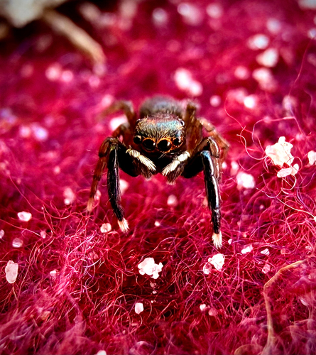 White-Palped Jumping Spider, Alphen, North Brabant, NL, photo 8 of 10