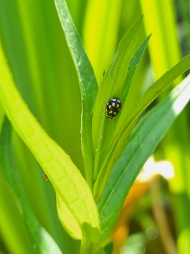 Fourteen-spotted Lady Beetle