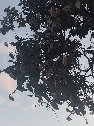 Qualea grandiflora, photograph 3