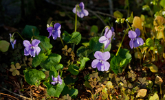 Rostratae