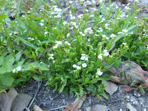 Myosotis nemorosa, 2026-06-24