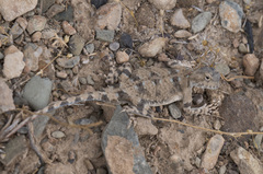 Phrynocephalus helioscopus