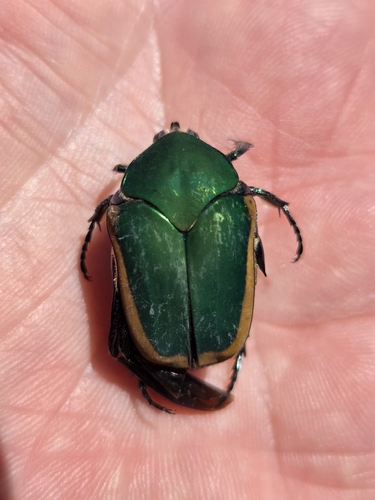 iNaturalist observation photo of Figeater Beetle