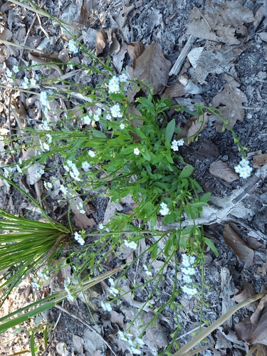 Myosotis nemorosa, 2026-06-24