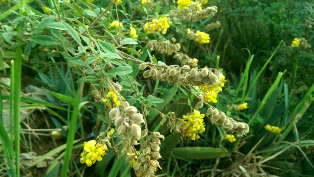 Crotalaria uncinella