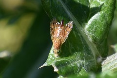 Paracantha culta