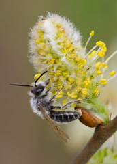 Andrena barbilabris