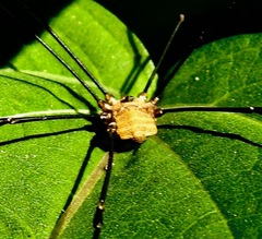 Leiobunum flavum