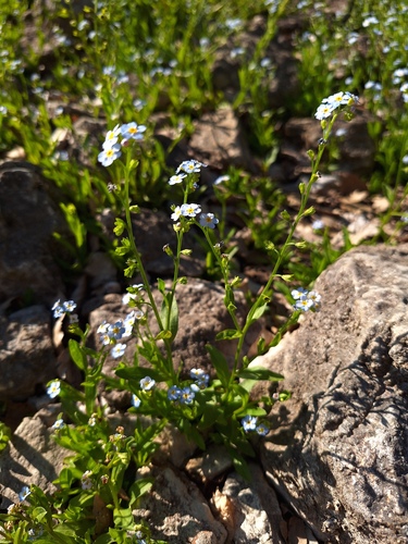 Myosotis nemorosa, 2026-06-24