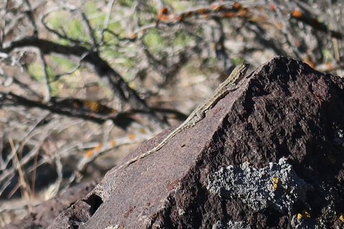 Nevada Side-blotched Lizard