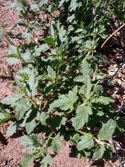 Sphaeralcea incana