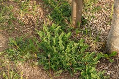 Hippocrepis comosa