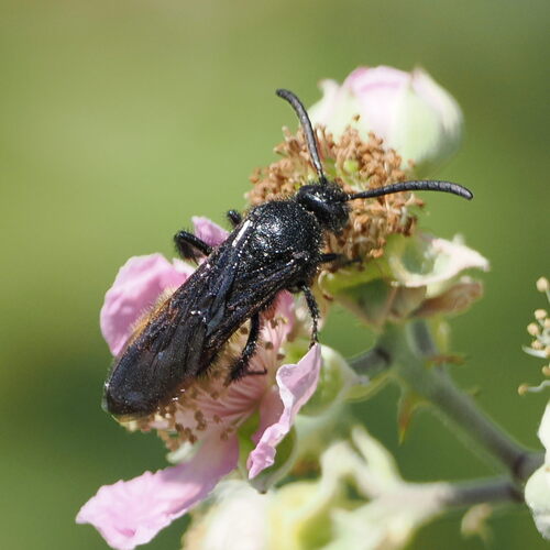 Scolia hirta
