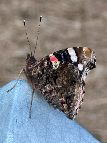Red Admiral