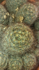 Mammillaria prolifera