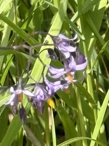 bittersweet nightshade