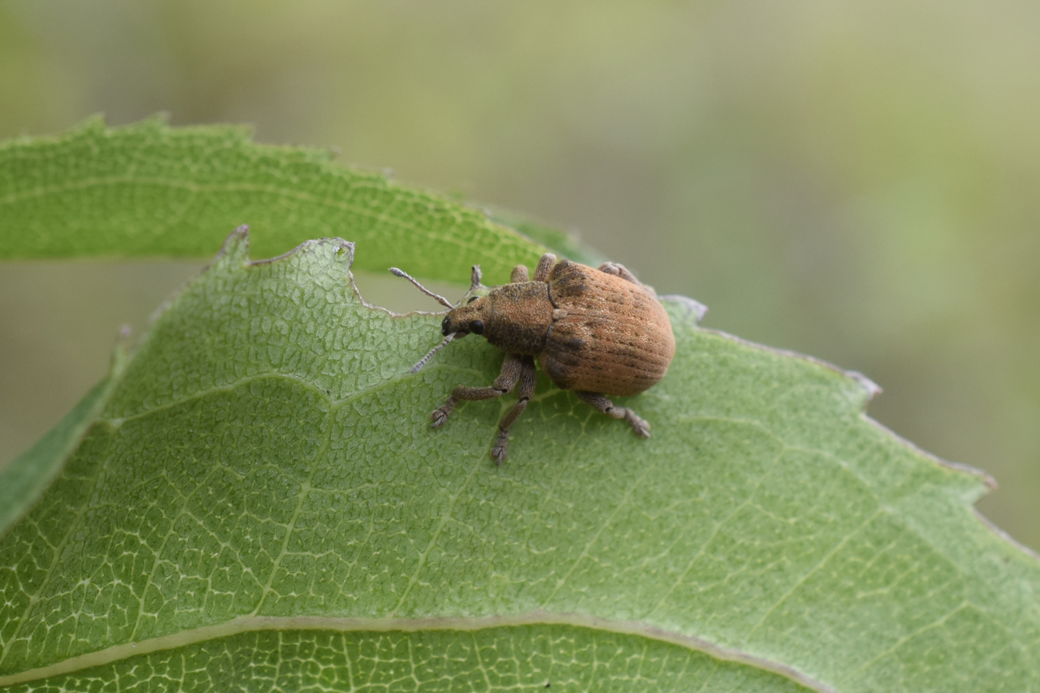 Gonipterus platensis image