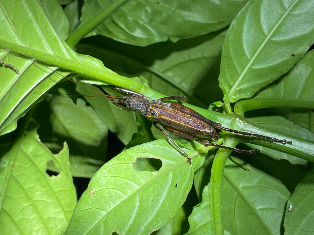 Pseudopleminia