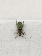 Pachyrhinus lethierryi