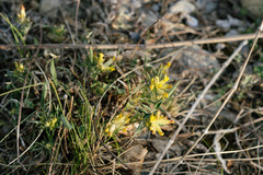 Anthyllis vulneraria polyphylla