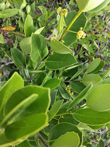 Elaeodendron xylocarpum, photograph 2
