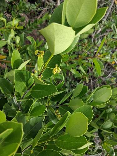 Elaeodendron xylocarpum, photograph 3