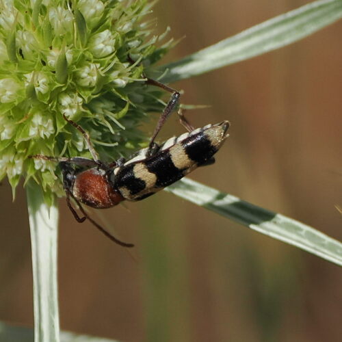 Chlorophorus trifasciatus